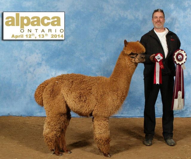 ALPACAS - HIGH QUALITY BREEDING STOCK in Livestock in Windsor Region