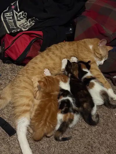 Kittens., View more