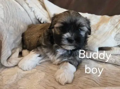 Shih tzu/Maltese Puppies, View more