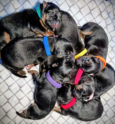 RÉSERVATIONS ~ BERGER ALLEMAND ENREGISTRÉES CKC / CCC, View more