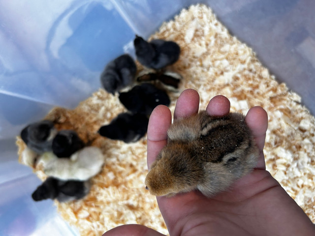 Day old chicks in Livestock in Moncton - Image 4