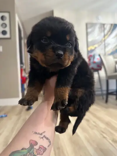 Rottweiler Pups (2 males and 2 females left) 