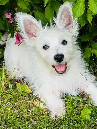 Des charmants petits Westie sont maintenant près a trouver une famille.J’ai 5 femelles et 3 mâles à...