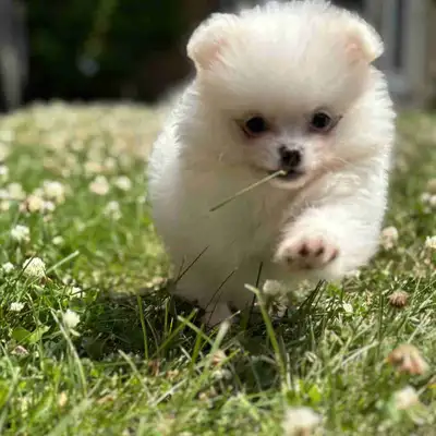 Adorable Pomeranian Puppy, View more