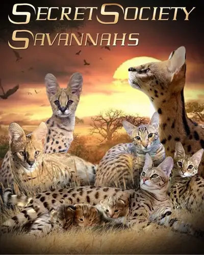 Secret Society Savannahs We are a An Exotic Cattery Specializing in F1 Savannahs and Servals Located...