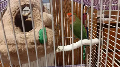 We are posting on behalf of the current owners, who are looking to rehome their lovebird, Chirpy. Ch...