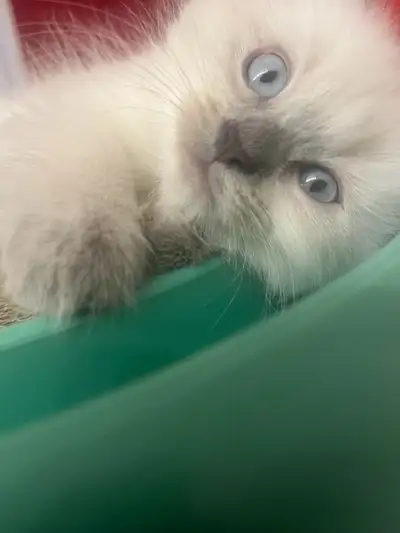 stunning healthy ragdoll kittens, View more