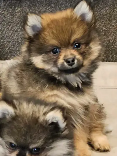 Sable Pomeranian, View more