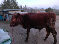 Beef feeder for sale