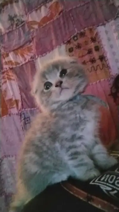 adorables scottish fold  ( munchkin), View more