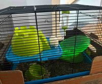 Hamster à donner et la cage avec les jouets 
