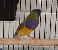 Gouldians finches available 