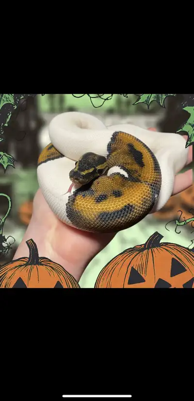 Emoji Pied (M), View more