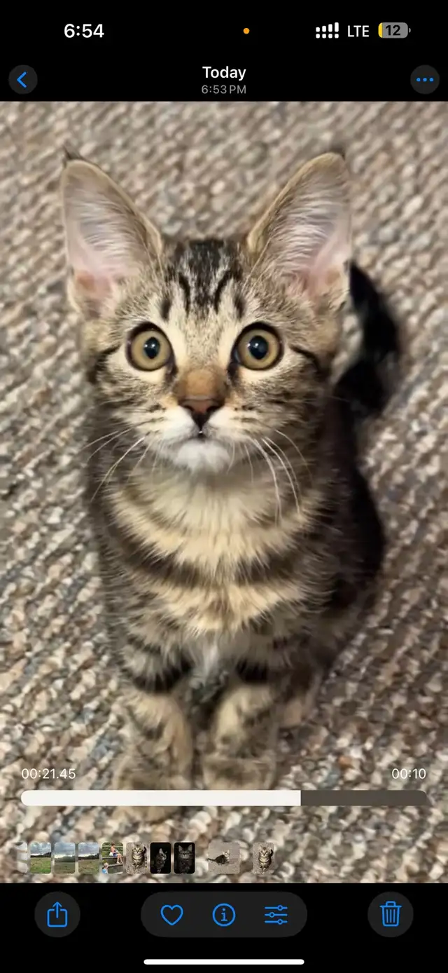 FEB 25 Available Fluffy Russian Blue x Siberian Kitten