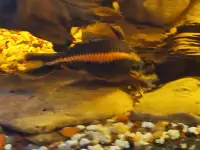 1 Raphial Cat Fish