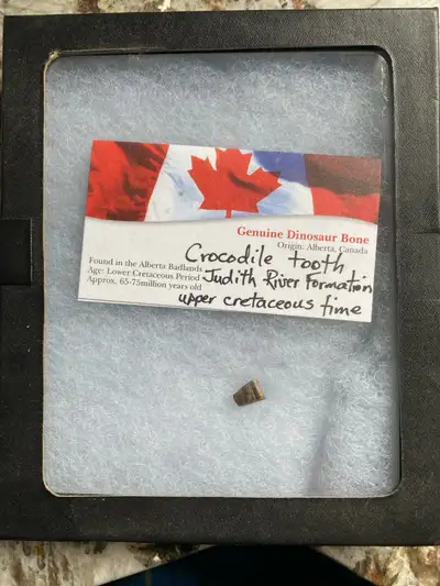 Crocodile tooth fossil obtained at the Edmonton Gem and Mineral Show(writing is from vendor). Comes...