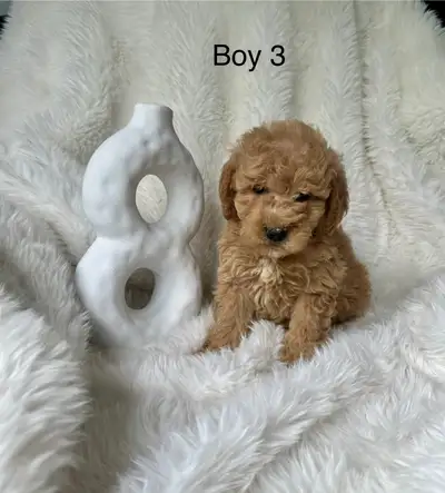 Mini Goldendoodle, View more