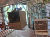 cage vision est moineau du japon