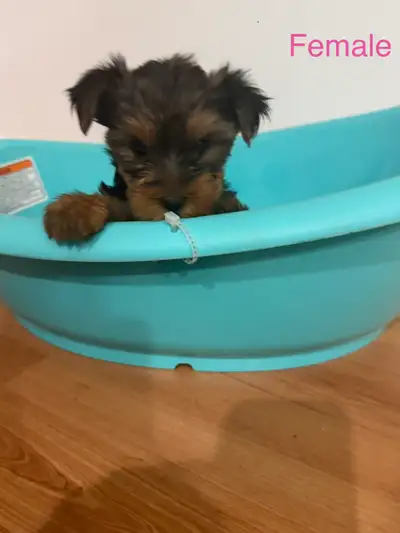 Yorkshire Terrier Puppies, View more