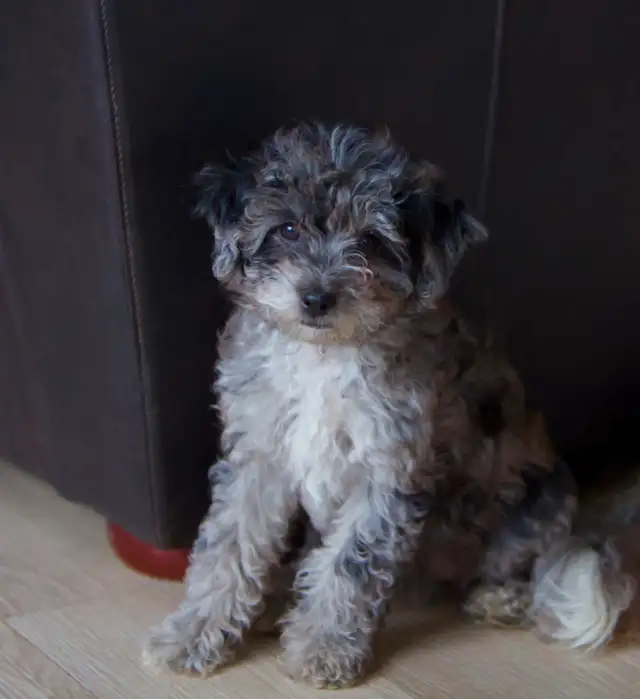 Mini Aussiedoodle F1b  merles in Dogs & Puppies for Rehoming in Drummondville - Image 3