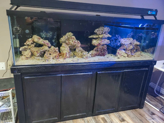 125g saltwater tank in Accessories in London