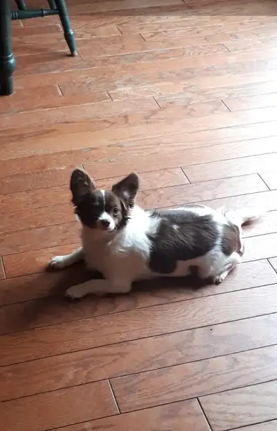 ADULT CHIHUAHUAS FOR REHOMING, View more