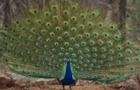 Searching for peafowl 