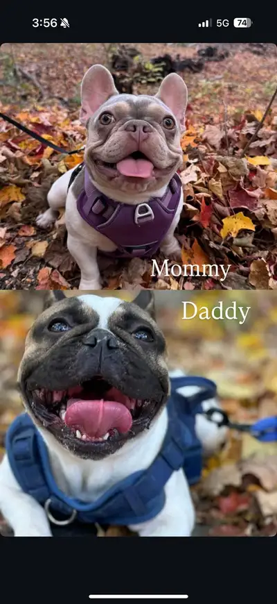 French bulldogs puppies , View more