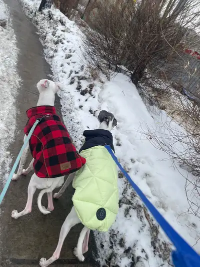 Dog walker available, View more