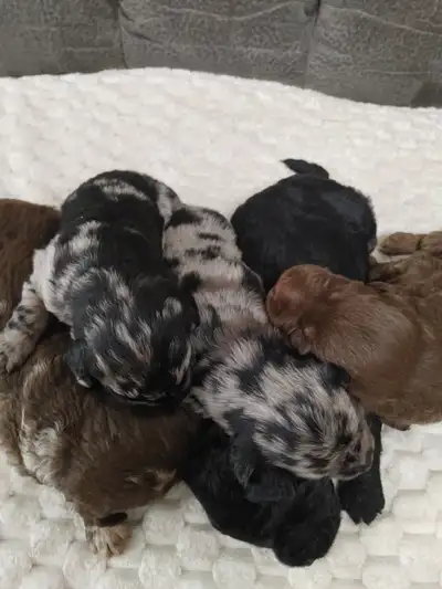 Multicolored F1 Labradoodle Puppies, View more