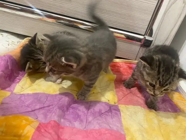 baby kitten
