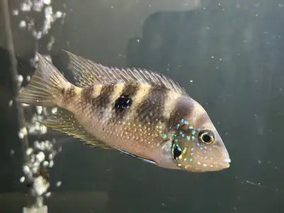 blue flash cichlids, View more