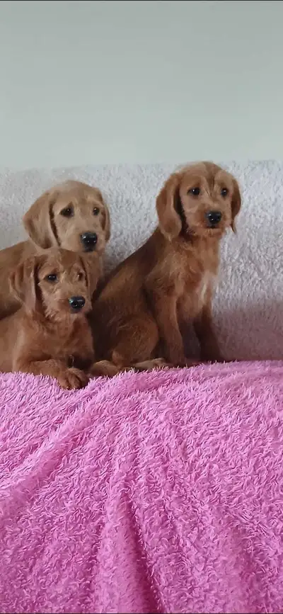 We have 2 adorable puppies still available and looking for their forever home! They are up to date o...