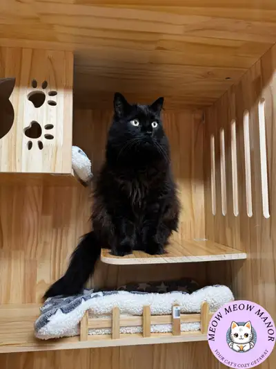 Purr-fect Cat Boarding – Your Cat’s Home Away from Home! Fully City Licensed! Heading out of town? L...