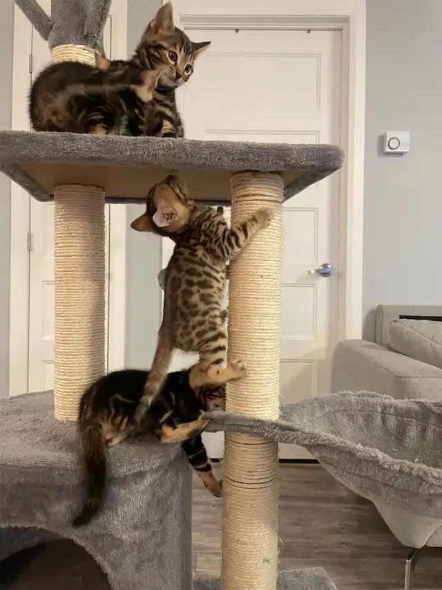 chatons bengals in Cats & Kittens for Rehoming in Laurentides - Image 10
