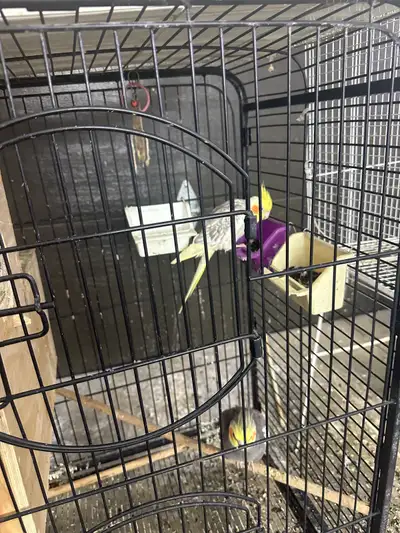 A pair of cockatiels , View more