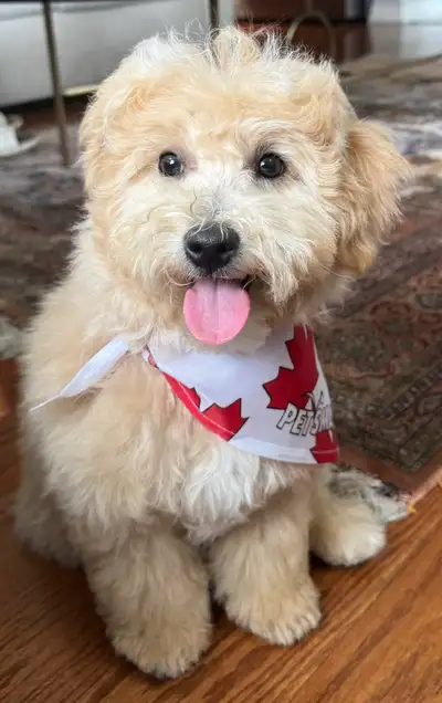 Adorable Male Bichon Poodle Puppy – Looking for a Loving Ho, View more