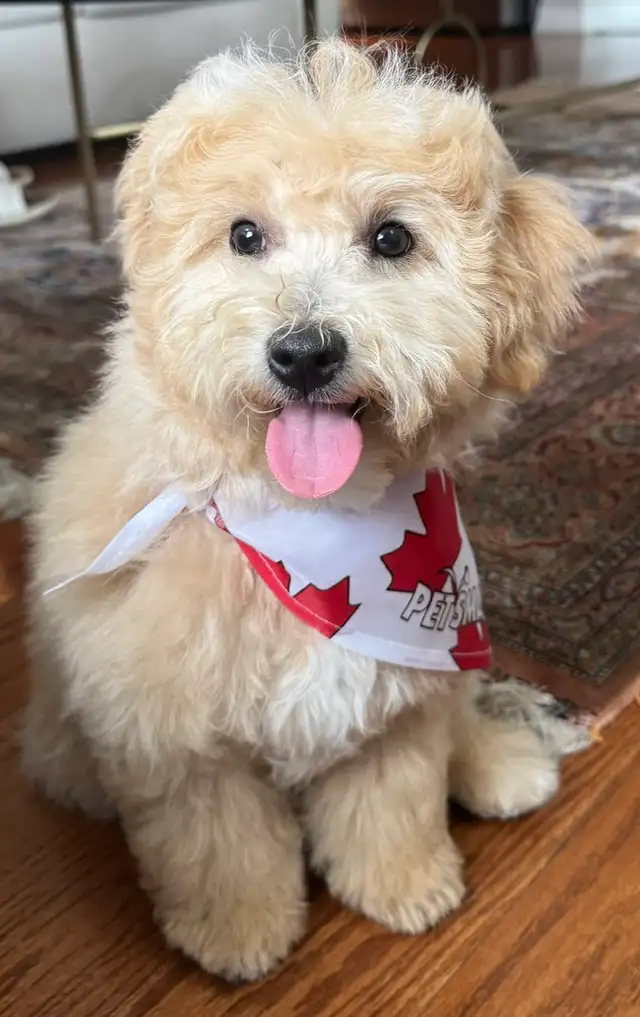 Adorable Male Bichon Poodle Puppy – Looking for a Loving Ho in Dogs & Puppies for Rehoming in Markham / York Region - Image 2