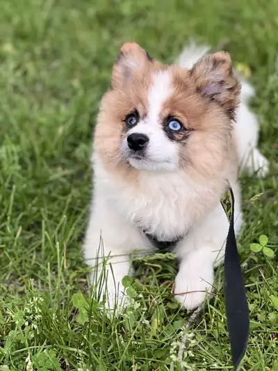 Name: wolf Breed: Pomeranian Age: 3 months Sex: Male Adult weight : 8 lbs Health: vaccinated deworme...