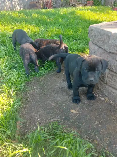 Cane Corso x Burnese Mountain dog AVAILABLE JUNE 25TH, View more