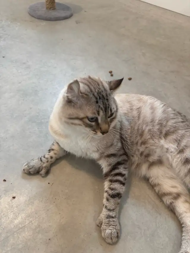 highland lynx  in Cats & Kittens for Rehoming in Trois-Rivières - Image 10