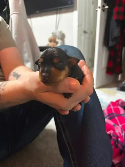 This is anni , she is about 10 weeks old . She is the last of our 4 puppy litter. Anni was lined up...
