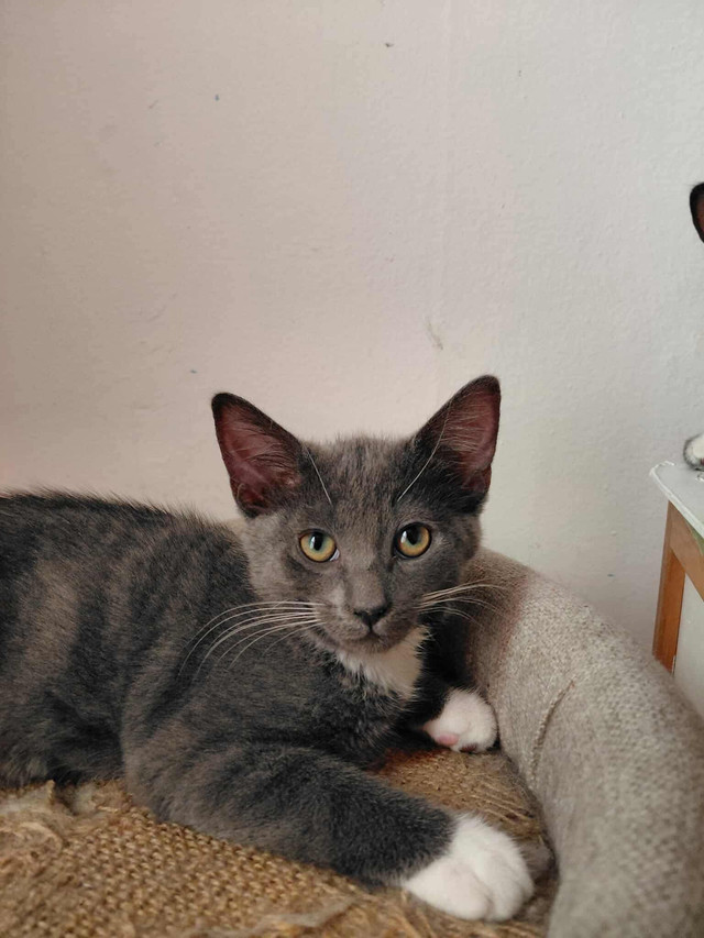 Chatons à ladoption dans Chats et chatons à adopter  à Lanaudière - Image 4