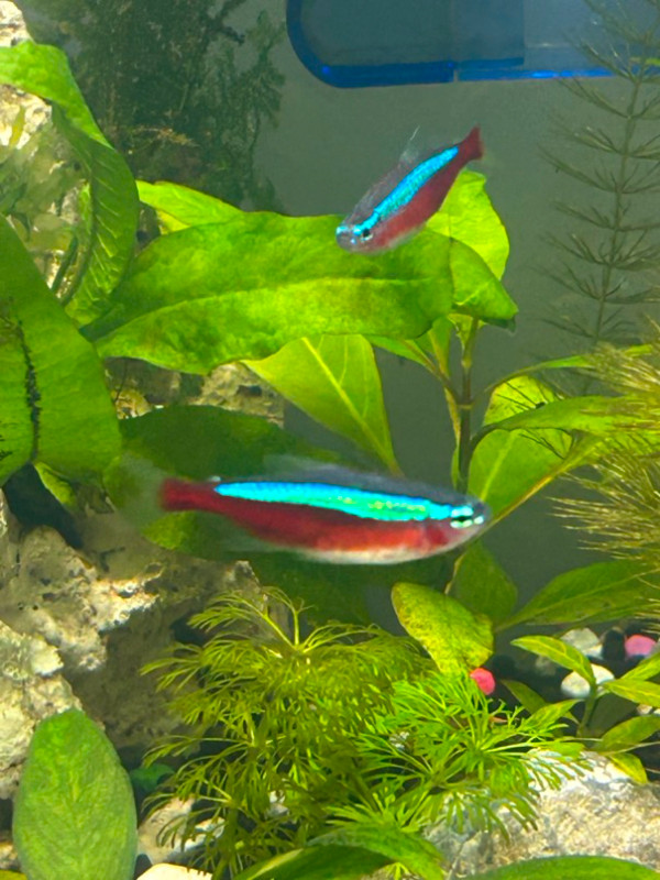 Tropical fish: Cardinal Tetra and Red Cherry Barb in Fish for Rehoming in Edmonton - Image 4