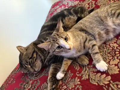 free kitten, View more