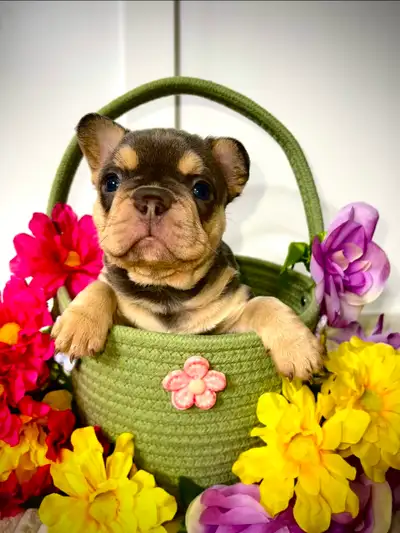 French bulldog, View more