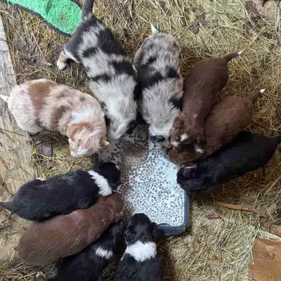 Mini Australian Shepherd puppies, View more