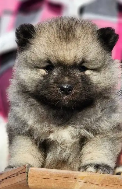 Beautiful Keeshond Puppies,  Admiraal Keeshonden, View more