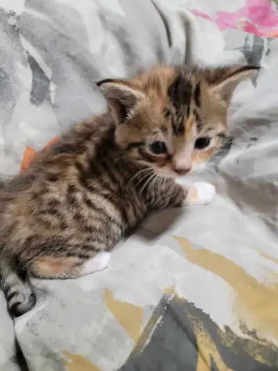 Kittens are very socialized safe with kids and animals ready for forever homes