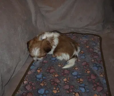 Mi-ki Puppies, View more